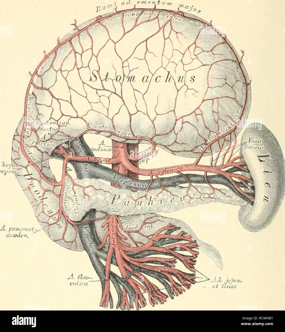 Arteria gastroduodenalis hires stock photography and images Alamy