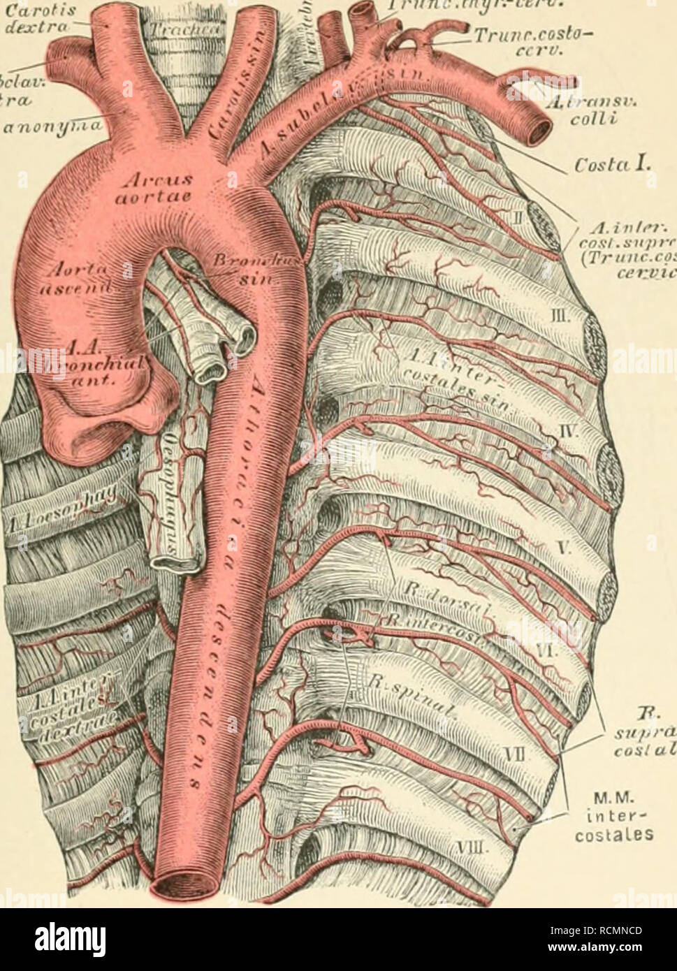 Die Descriptive Und Topographische Anatomie Des Menschen Anatomy Aorta Thorai 515 Trttnr Thyr Cerv Dextra K Zvn Nr Costa Eerv A 181 T F J S L I 7 A