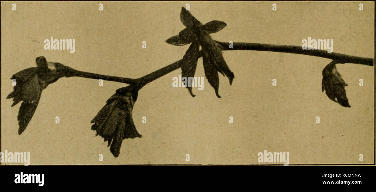 . Die Entfaltungsbewegungen der Pflanzen und deren teleologische Deutung. Ergänzungsband zur &quot;Organographie der Pflanzen&quot;. Growth (Plants); Plants. Fig. 49. Fagus silvatica mit abnorm starker Krüm- mung der austreibenden Knospen. Uvularia grandiflora u. a., deren Sprosse aufrecht aus der Erde kommen und sich dann erst im Verlaufe der Entfaltung überneigen, im Gegensatz zu den radiären von Poly- gonatum verticillatuin, welche gerade bleiben. Ob auch die erst ge- nannten anfangs radiär sind und dann erst dorsi- ventral werden, oder ob sie, wie oben angenommen wurde, von Anfang an dorsi Stock Photo