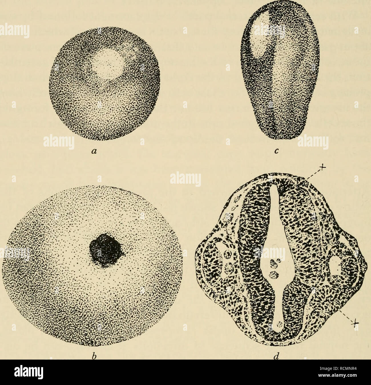 The Elements Of Experimental Embryology Embryology Experimental Embryology 44 Early Amphibian Development Minative Effect To Differences Between The Nuclei The Position Of Any Given Nucleus In One Or Another Presumptive Region