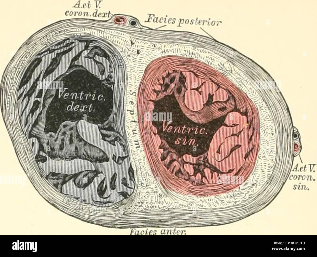 Die Descriptive Und Topographische Anatomie Des Menschen Anatomy 480 Herz A Facies Posterior I Lt S J Horizontalschnitt Durch Das Herz Senkrecht Zur La Ngsachse Des Herzens Die Herzha Hle Wird Durch Eine Scheidewand In Zwei