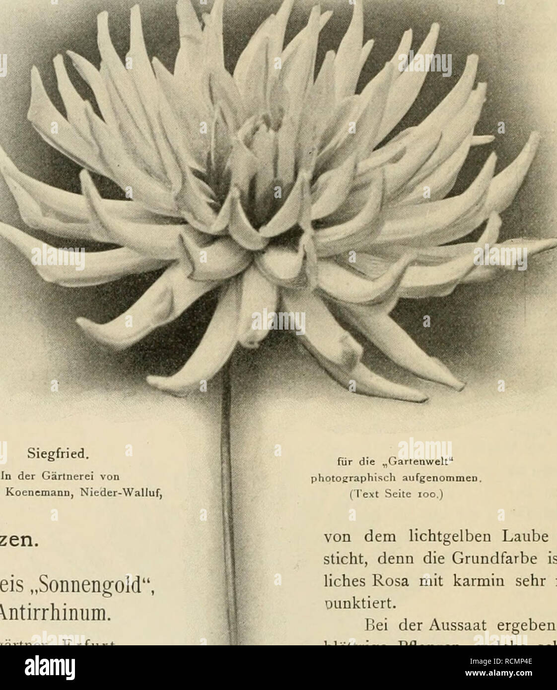 . Die Gartenwelt. Gardening. 102 Die Gartenwelt. V, 9 Die Aussaat des Züchters geschah am I5-Juni 1896, die erste Blüte erschien im August d. J. Laelio-Cattleya colmaniana. — Unter diesem Namen wird im „Gard. Chron.&quot;, No. vom 29. Sept. d. J., eine Neuzüchtung der Firma F. Sander cS: Co. beschrieben. Ihre Eltern sind Catlkya dmviana aurea und eine andere Hybride Laelio-Cattleya nrnol- diana. Die Neuheit wetteifert mit den heirlichsten Laelio Cattleyen in Bezug auf Schön- heit. Ihre Sepalen und Fetalen zeigen ein helles Rosa, die letzteren sind einen Schein dunkler und durch sehr zarte Ader Stock Photo