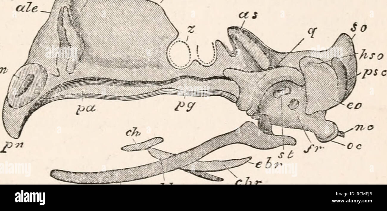 . The elements of embryology. Chickens -- Embryos. IX.] THE ETHMO ...