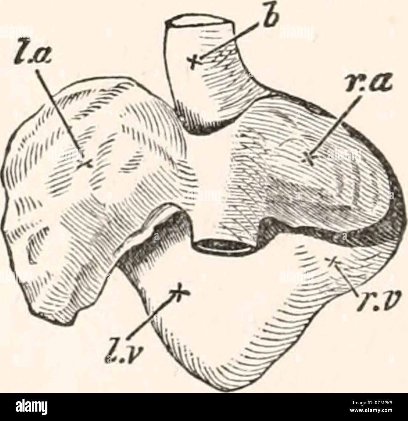 . The elements of embryology. Chickens -- Embryos. TWO VIEWS OF THE ...