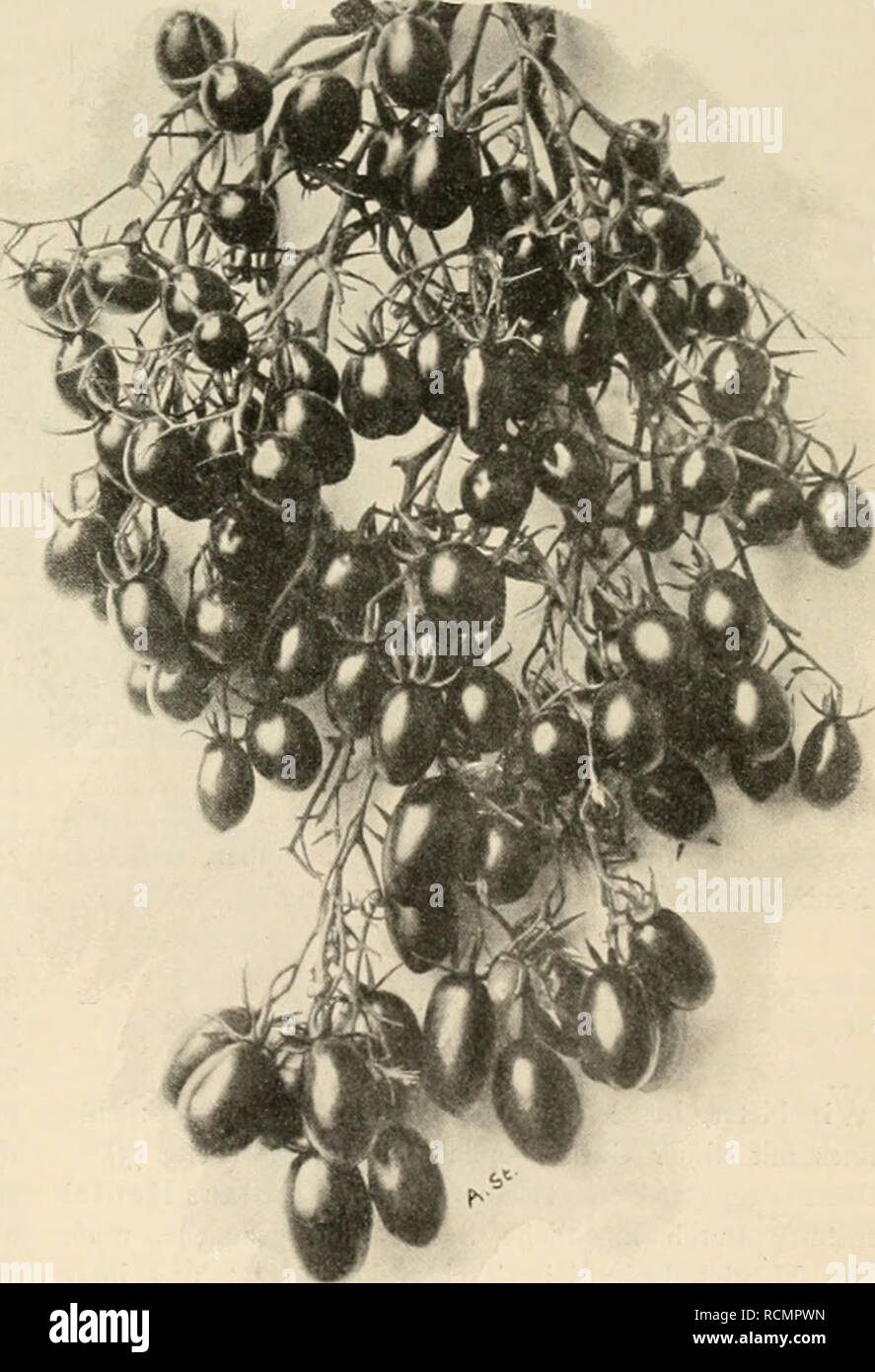 . Die Gartenwelt. Gardening. ustriertes Wochenblatt für den gesamten Gartenbau. Jahrgang IV. 12. November 1899. No. 7. Nachdruck und NachbUdung am dem hihali dieser Zeilschri/t wird strafrechtlich verfolgt. Gemüsebau. Die neue Tümate „Wunder von Italien". Von A. Sturm, London. (Hierzu eine Abbildung.) Von der Firma Herb & Wulle, Neapel, wurde vorigen Herbst eine von ihr gezüchtete Tomate, von Italien" genannt, in den Handel gebracht, die sich durch eine aufsergewöhnliche Fruchtbarkeit von anderen Sorten unterscheiden bezw. auszeichnen sollte. Erwähnt wurde von dieser Neuheit, daf Stock Photo