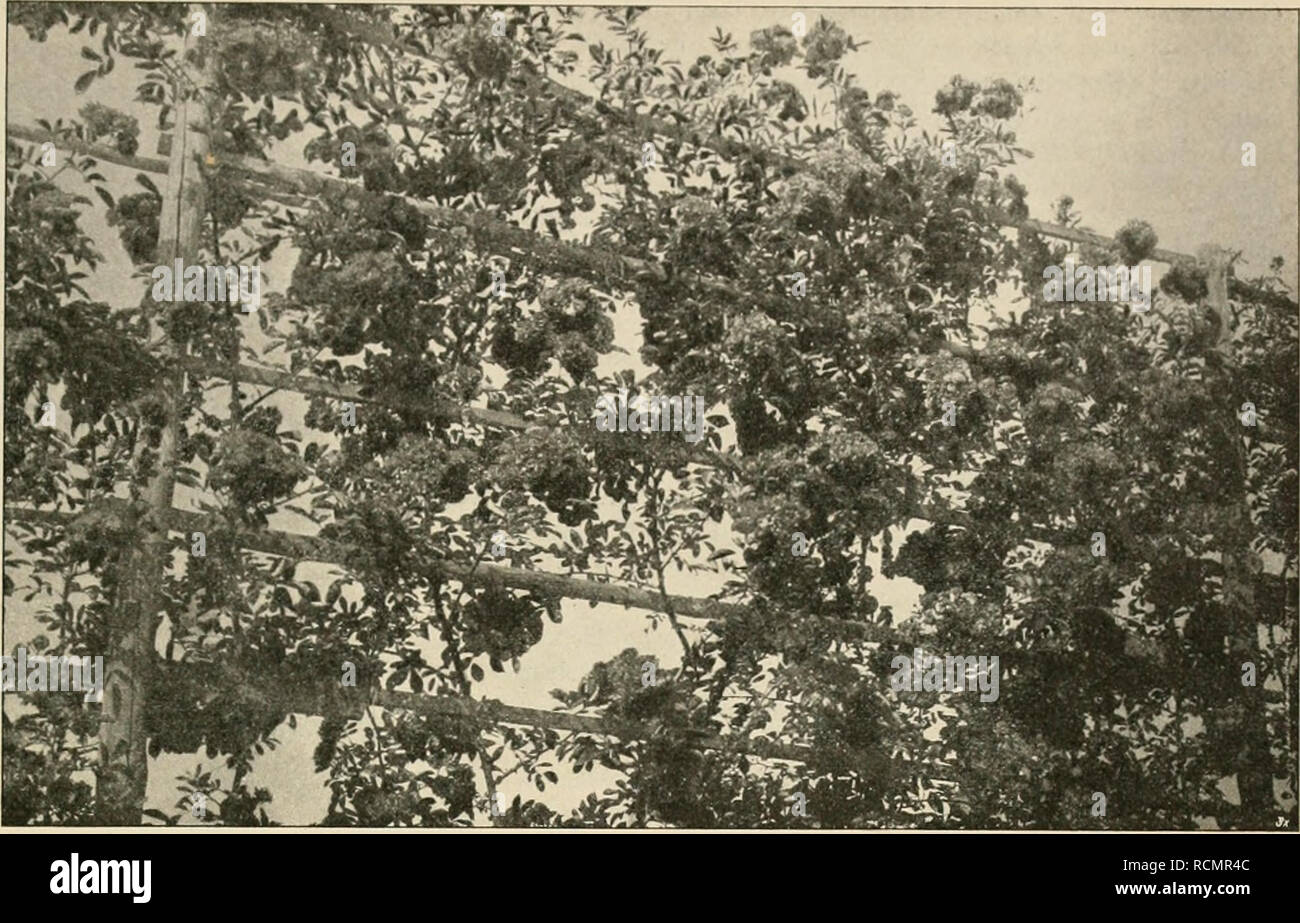 . Die Gartenwelt. Gardening. IV, 3 Die Garten well. 31 .ständlich,wenn man sieht, dafs der stei- nige Norden von Portugal der Wäl- der fast ganz ent- behrt und Brenn- holz ein gesuchter Artikel ist. Die der Seitenäste be- raubten Eucalyptus machen mit ihren schmalen, dachen, mitunter auch nur recht winzigen Kro- nen einen wenig freundlichen Ein- druck; es ist gleich- sam, als trauerten sie, in einer mit Steinen besäeten, nur kümmerlichen Pflanzenwuchs er- zeugenden Gegend zu stehen. Weiter nach Süden wird das Bild freund- licher. Hier er-. Teilansiclit des mit der Kankröse „Crimson Rambler&quo Stock Photo