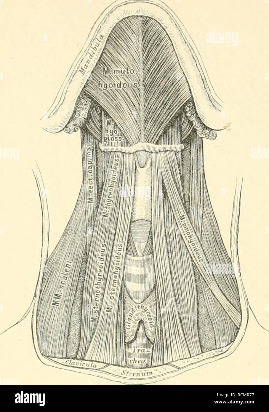 Die descriptive und topographische Anatomie des Menschen. Anatomy