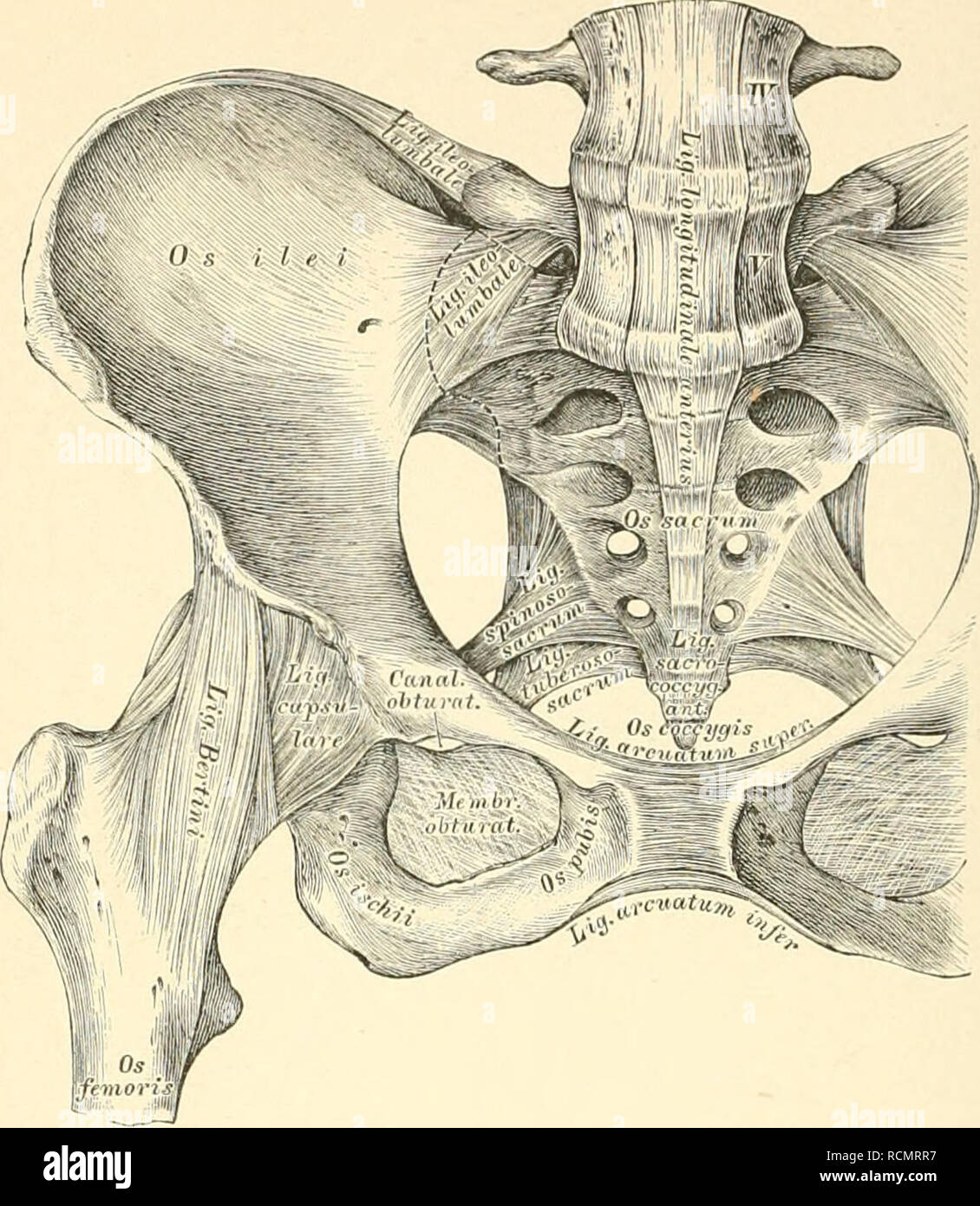 Anatomie des beckens hi-res stock photography and images - Alamy