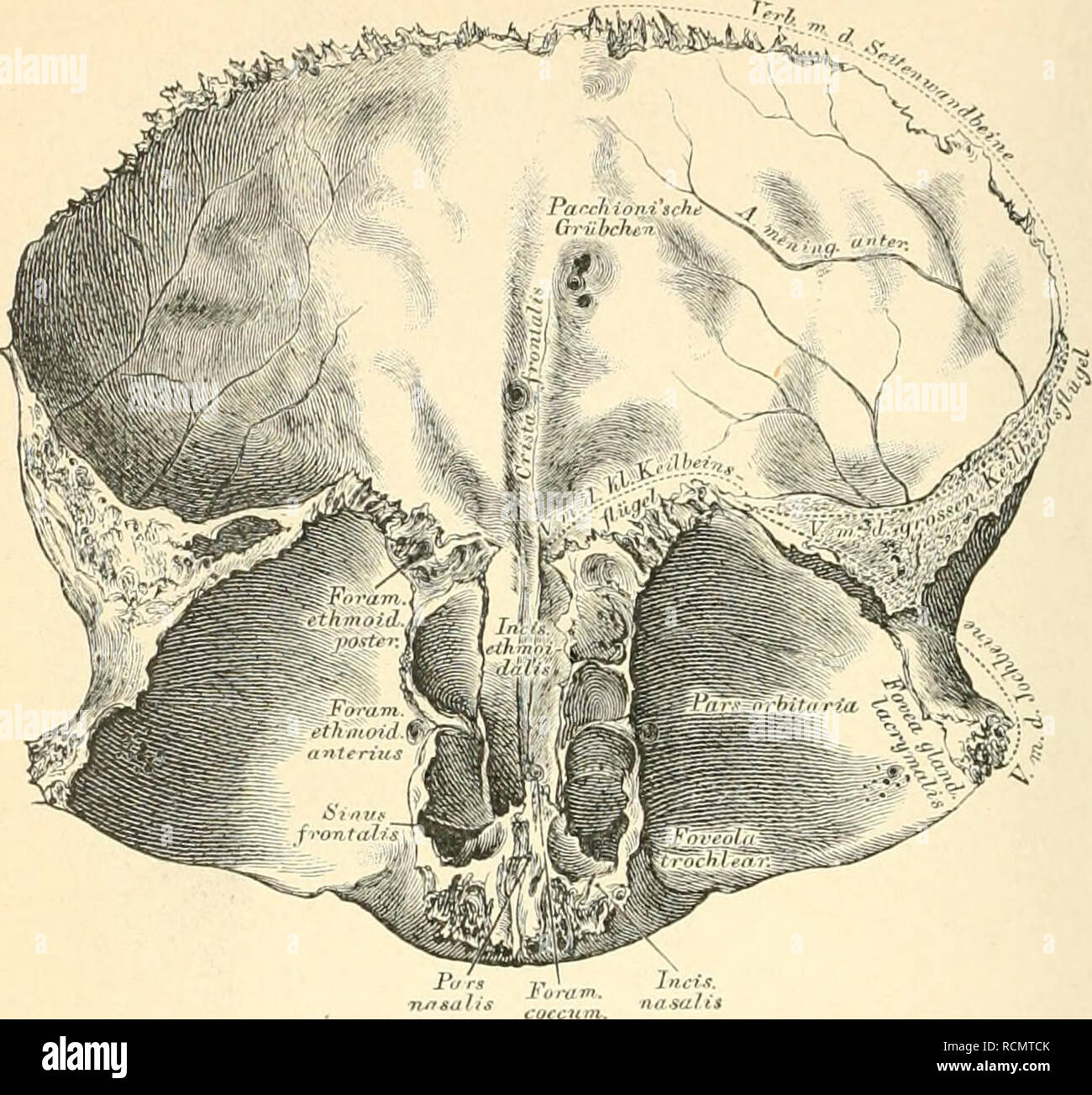 . Die descriptive und topographische Anatomie des Menschen. Anatomy. 12 Knochen des Schädels.. 10. Stirnbein, Os frontale, von hinten. Stirntheil. Die hintere Flüche durch die Crista frontalis in 2 Hälften getheilt; zu beiden Seiten derselben Pacchioni'sche Grübchen. Der Rand des Stirntheiles, Marrjo coronalis, beginnt hinter dem Processus zygomaticus mit einer dreieckigen, zackigen Fläche. Die beiden Augenhohlentheile werden durch den Siebbeinaus- schnitt, Incisura ethmoidalis, von einander getrennt; an der unteren Fläche gegen den Proc. zygomaticus die Thränendrüsengrube, Fovea glandulae lac Stock Photo