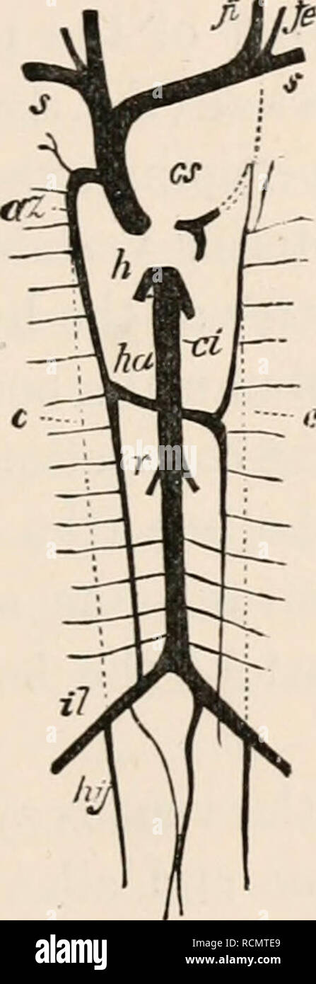 . The elements of Embryology. Embryology. XII.] VERTEBRAL VEINS. 411 inferior (Fig. 139, il). These vessels, whose development has not been adequately investigated, form the common Fig. 139.. Diagram of the Chief Venous Trunks of Man. (From Gegenbaur.) cs. coronary sinus ; s. subclavian vein ; ji. internal jugular ; je. external jugular ; az. azygos vein ; ha. hemiazygos vein ; c. Jotted line shewing previous position of cardinal veins ; d. vena cava inferior ; r. renal veins ; il. iliac ; hy. hypogas- tric veins ; h. hepatic veins. The dotted lines shew the position of embryonic vessels abort Stock Photo