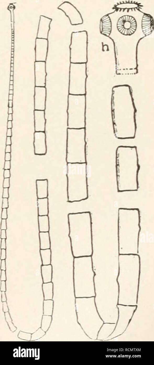 Page 2 Trematodes High Resolution Stock Photography And Images Alamy