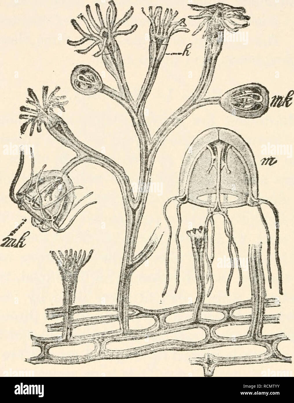 . Elements of comparative zoology. Zoology. 166 AS YS TEMA TIC ZOOLOGY ...