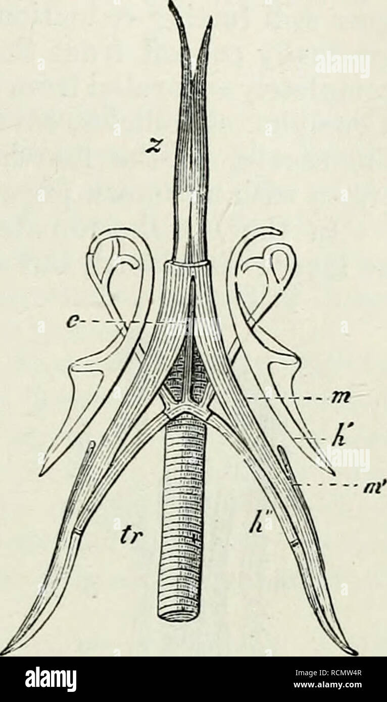 Prosim Ii . Elements of Comparative Anatomy. TONGUE OF VEETEBEATA. 553 food. In ...