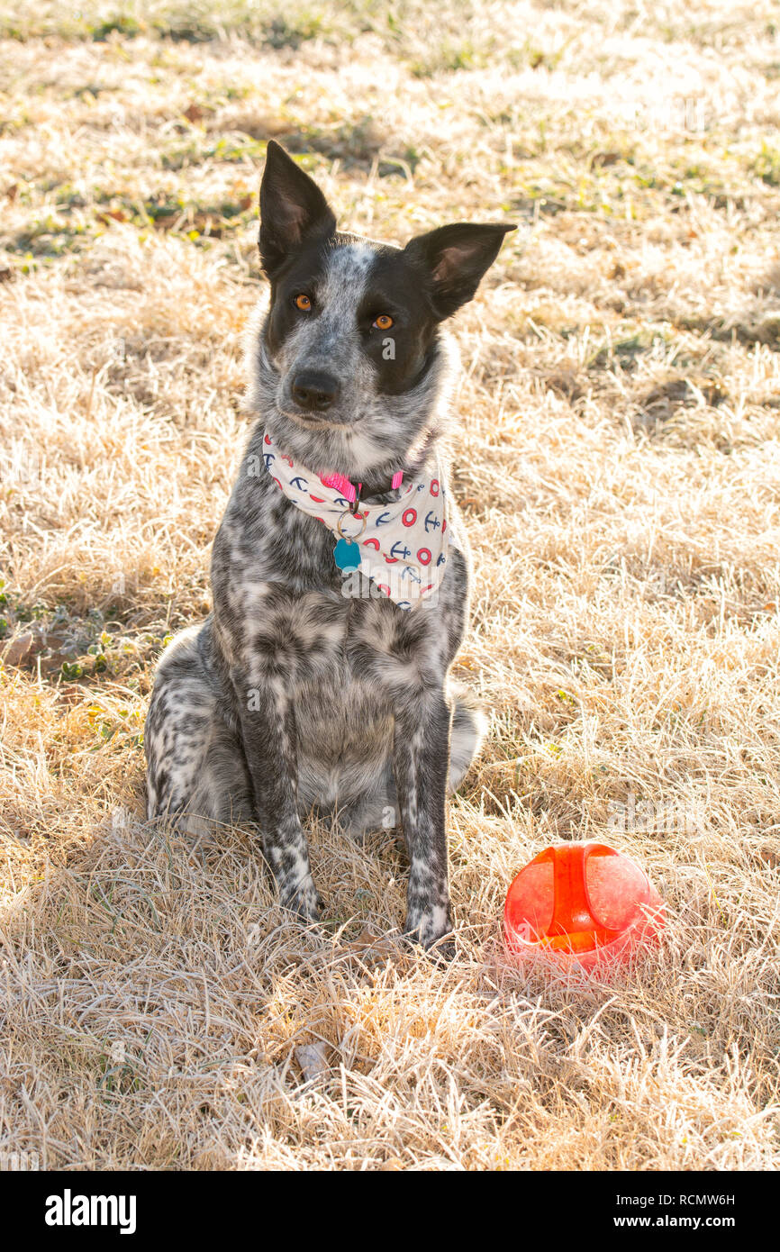 Black and white Texas Heeler dog sitting in frosty morning grass in winter sun next to her ball, begging you to play with a tilted head Stock Photo