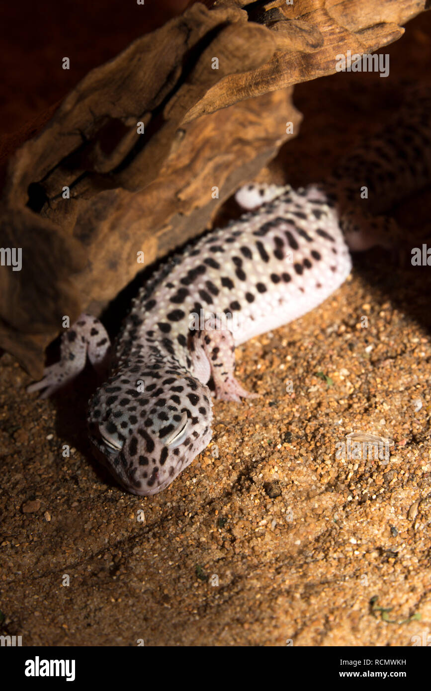 Leopard Gecko (Eublepharis macularius) Stock Photo