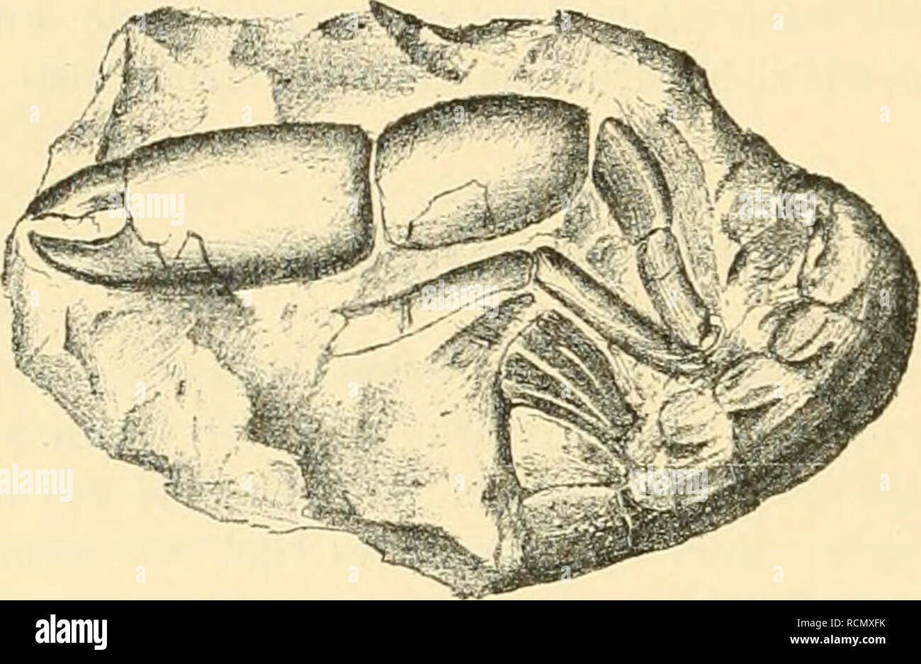 . Die crustaceen der b©hmischen kreideformation. Crustacea, Fossil