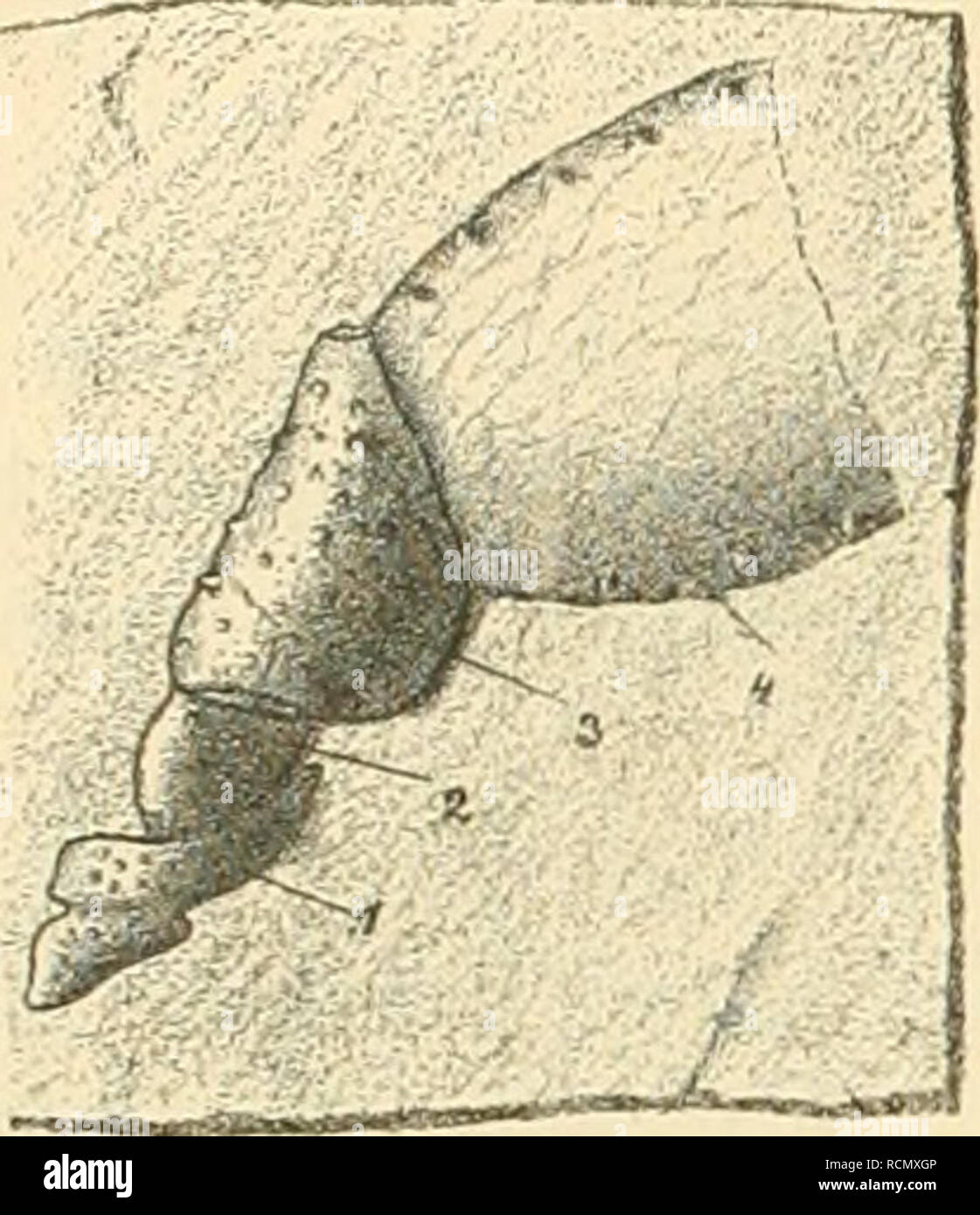 . Die crustaceen der b©hmischen kreideformation. Crustacea, Fossil; Paleontology; Paleontology. 32 Familie Astacomoiyha. Die vorangehende Beschreibung ist nach Exemplaren aus den Weissenberger Schichten entworfen. Die Exem- plare, welche aus den übrigen Schichten der böhm. Kreideformation hemihren, bieten keine besonderen Eigenthüm- lichkeiten und liegen auch in viel mangelhafteren Exemplaren vor, so dass ich auf eine eingehendere Beschreibung derselben nicht eingehe. Die Aufzählung der nachfolgenden Fundorte zeigt, dass die Enoploclytia viel länger in Böhmen lebte, als man fi'üher annahm. Aus Stock Photo