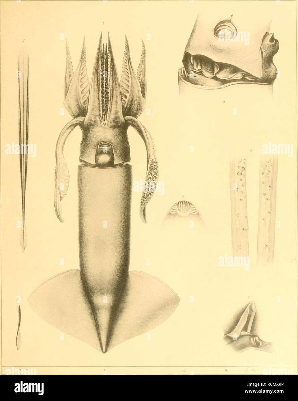 Die Cephalopoden Der Plankton Expedition Zugleich Eine