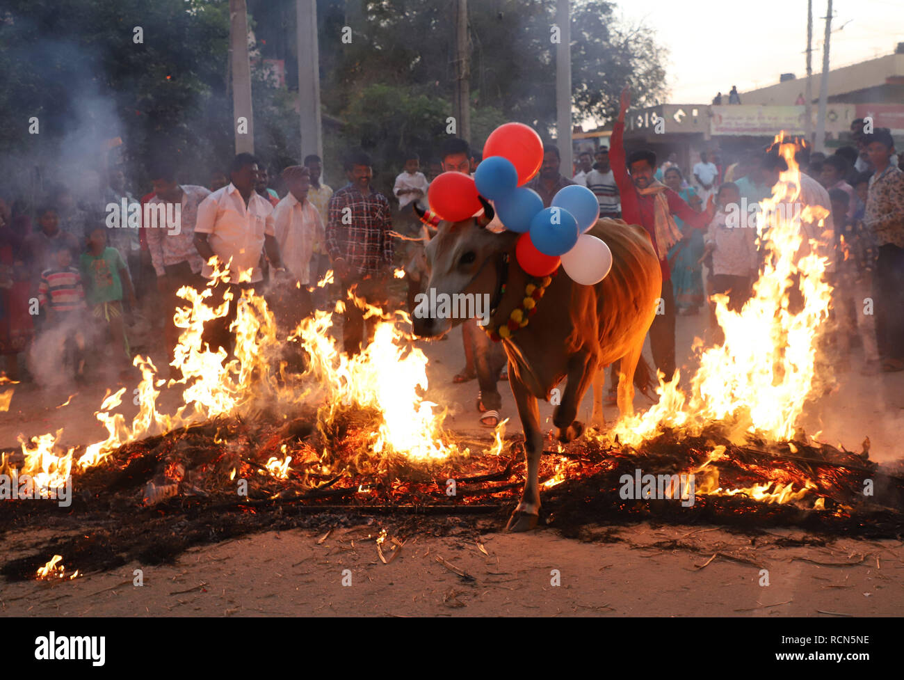 Bangalore India 15th Jan 2019 Hindu Men Make A Decorated Cow