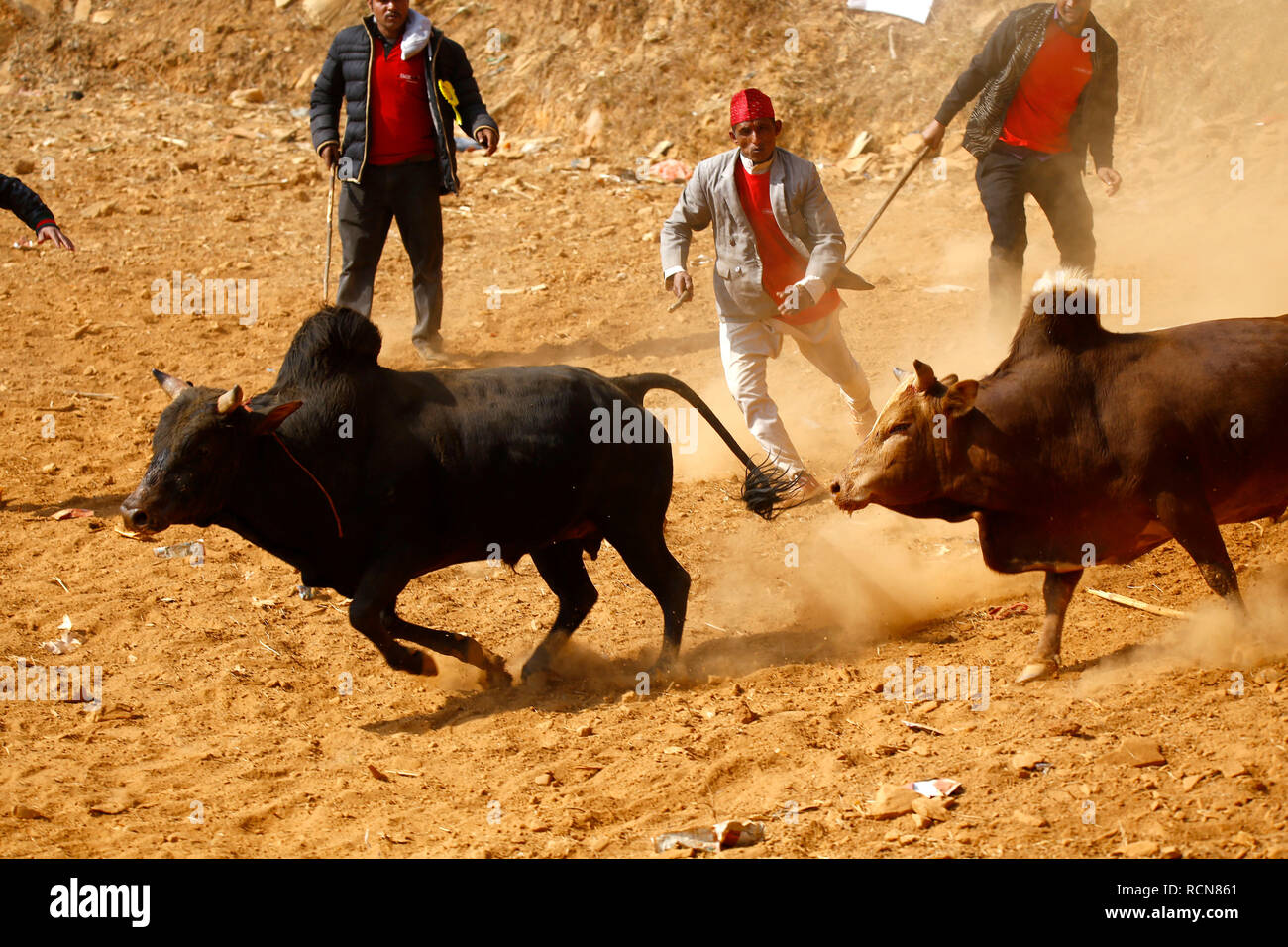 Bulls seen running after each other during the festival organized to mark Maghe Sangranti or Makar Sankranti festival. Thousands of people gathered at an open ground of Taruka village at Nuwakot district to witness a bull fighting festival that heralds the end of winter, according to the Hindu calendar. Stock Photo