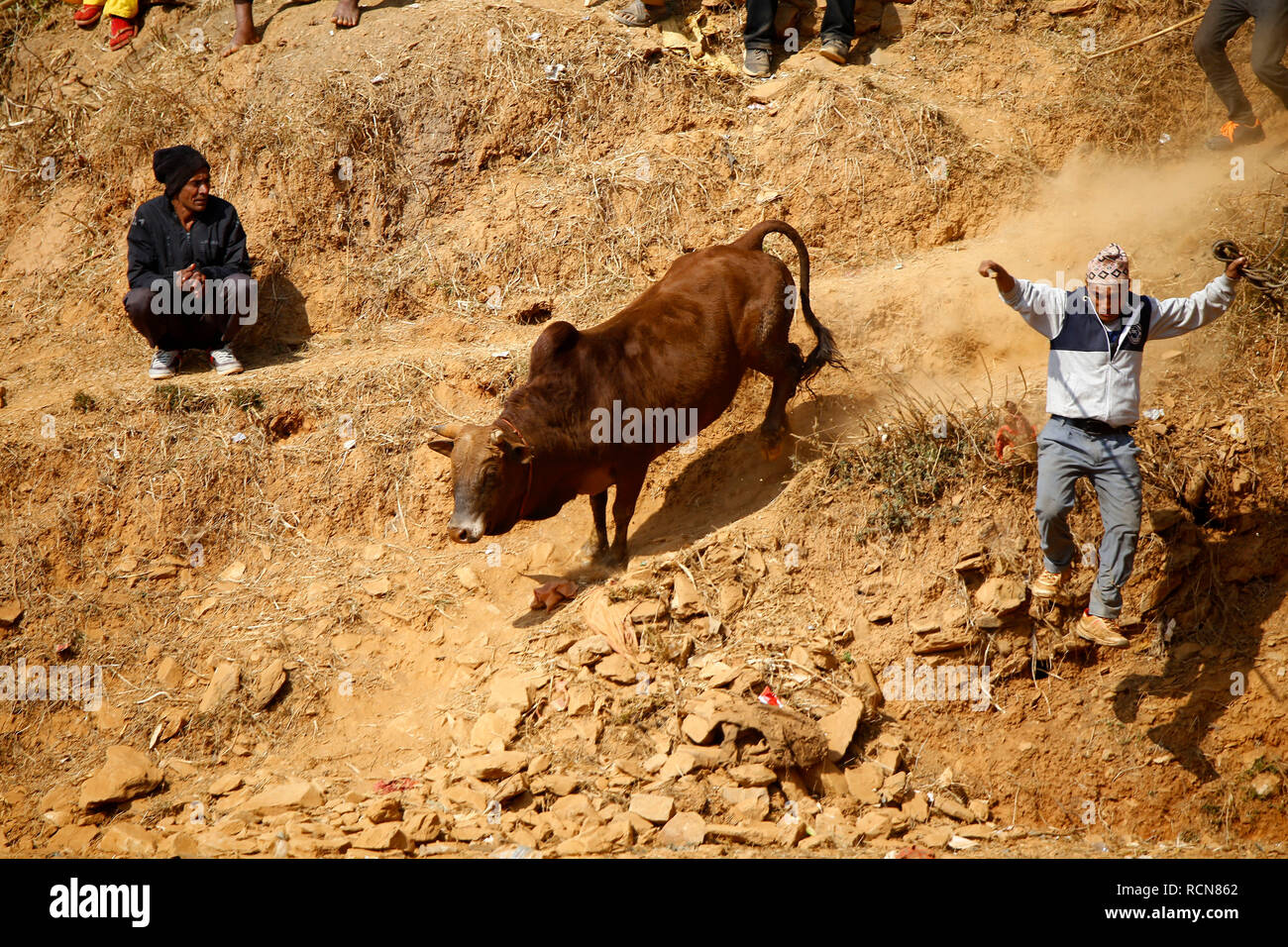 A man and his bull seen entering the ground for the bull fight during the festival organized  to mark  Maghe Sangranti or Makar Sankranti festival. Thousands of people gathered at an open ground of Taruka village at Nuwakot district to witness a bull fighting festival that heralds the end of winter, according to the Hindu calendar. Stock Photo