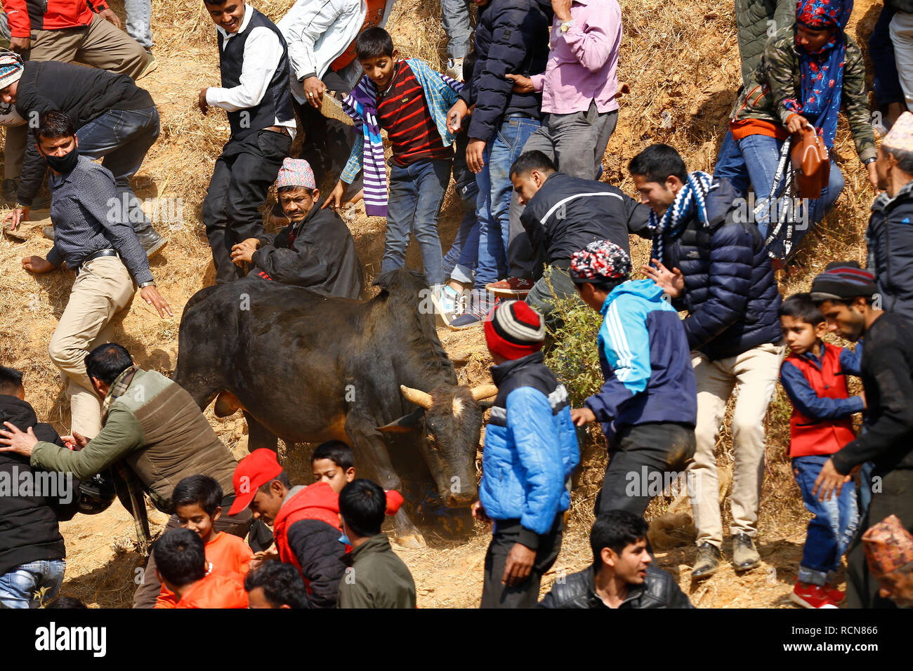 A bull seen running towards the crowd during the festival organized  to mark  Maghe Sangranti or Makar Sankranti festival. Thousands of people gathered at an open ground of Taruka village at Nuwakot district to witness a bull fighting festival that heralds the end of winter, according to the Hindu calendar. Stock Photo