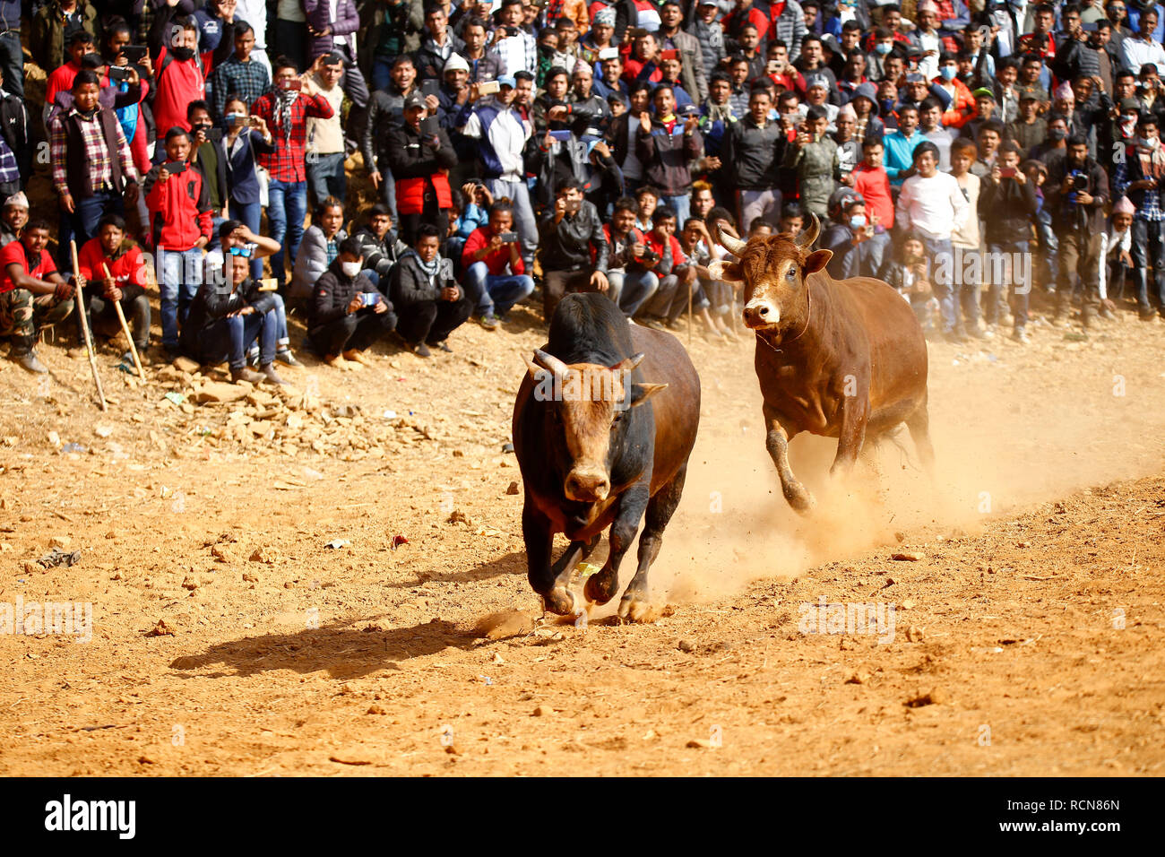 Bulls seen running after each other during the festival organized to mark Maghe Sangranti or Makar Sankranti festival. Thousands of people gathered at an open ground of Taruka village at Nuwakot district to witness a bull fighting festival that heralds the end of winter, according to the Hindu calendar. Stock Photo