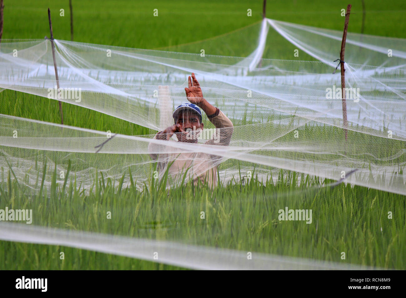 A farmer seen looking out for trapped birds on a net over his field