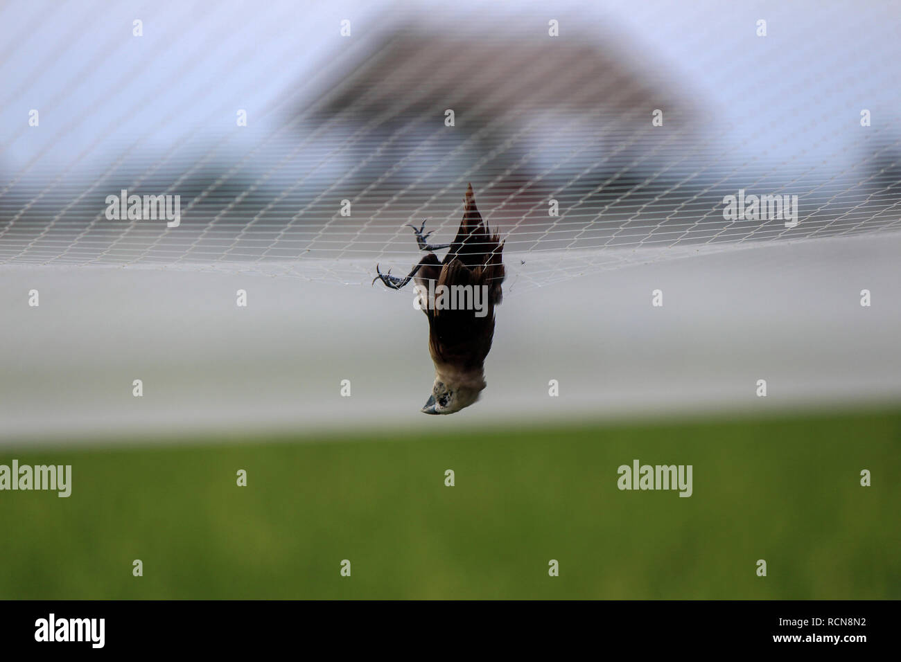 A bird seen trapped in a net over a rice field. Birds are pests and a ...