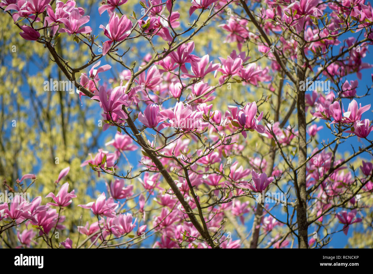 The beautiful vibrant pink flowers of the spring flowering Magnolia 'Spectrum' against a bright blue sky Stock Photo