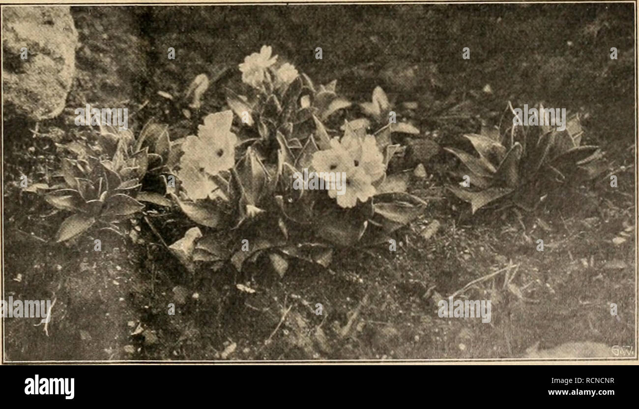 . Die Gartenwelt. Gardening. Primula marginata im Pflanzcngartcii zu Schandau. wohl auch nach Freilich, schon hier zeigt sich zuweilen die für weniger der Herkunft günstige Lagen noch viel häufigere Erscheinung, daß diese undderAbstam- hochalpinen Primeln, wenn sie erwartungsvoll Knospen an- mung, recht ver- gesetzt haben, noch im Herbst aufs neue treiben und blühen, schieden. Unsere Vegetationsperiode ist ihnen eben zu lang. Des- In der son- halb wird man im Freiland oft mit Topfexemplaren, die man nigen Tiefland- im Sommer möglichst kühl stellen, schattieren und viel spritzen ebene ist ihre  Stock Photo