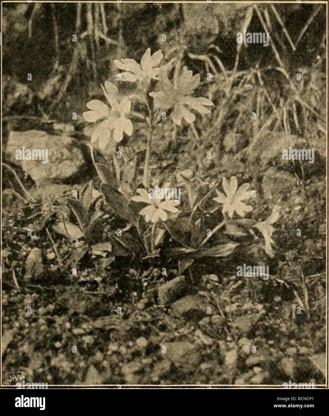 . Die Gartenwelt. Gardening. Primula marginata im Pflanzcngartcii zu Schandau. wohl auch nach Freilich, schon hier zeigt sich zuweilen die für weniger der Herkunft günstige Lagen noch viel häufigere Erscheinung, daß diese undderAbstam- hochalpinen Primeln, wenn sie erwartungsvoll Knospen an- mung, recht ver- gesetzt haben, noch im Herbst aufs neue treiben und blühen, schieden. Unsere Vegetationsperiode ist ihnen eben zu lang. Des- In der son- halb wird man im Freiland oft mit Topfexemplaren, die man nigen Tiefland- im Sommer möglichst kühl stellen, schattieren und viel spritzen ebene ist ihre  Stock Photo