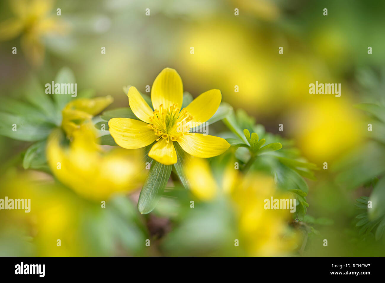 Close-up image of the beautiful spring flowering, yellow Winter aconite also known as Eranthis hyemalis Stock Photo