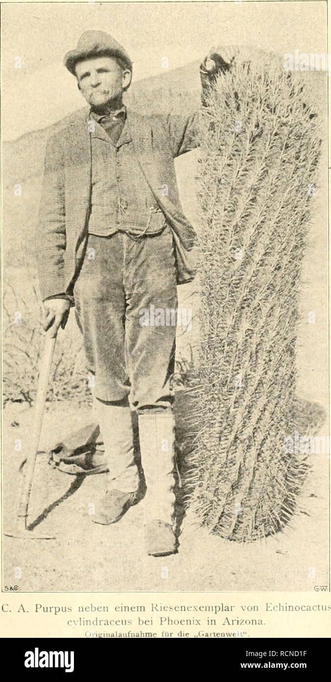 . Die Gartenwelt. Gardening. IX, 21 Die Gartenwell. 249 w Unsere Mitarbeiter. ('. A. rurpiis. sind lieuti' in der Lage unseren Lesern da.s Forträt unseres Mitarlieiters 0. A. Furpus zu bieten, dem die Gartenwelt manche interes.sante Abhandlung zu verdanken hat. Unter den er- folgreichen Sammlern gärtnerisch wichtiger Pflanzen steht Purpus zweifellos mit an erster Stelle. Wir verdanken ihm unter anderm die Einführung der Winterhärten Kakteen, der Äbies arixonica, sowie zahlreicher Geholze und St.iuden von dauerndem Werte. Purpus ist nicht Gärtner von Beruf, wie sein Bruder A. Purpus, der Inspek Stock Photo