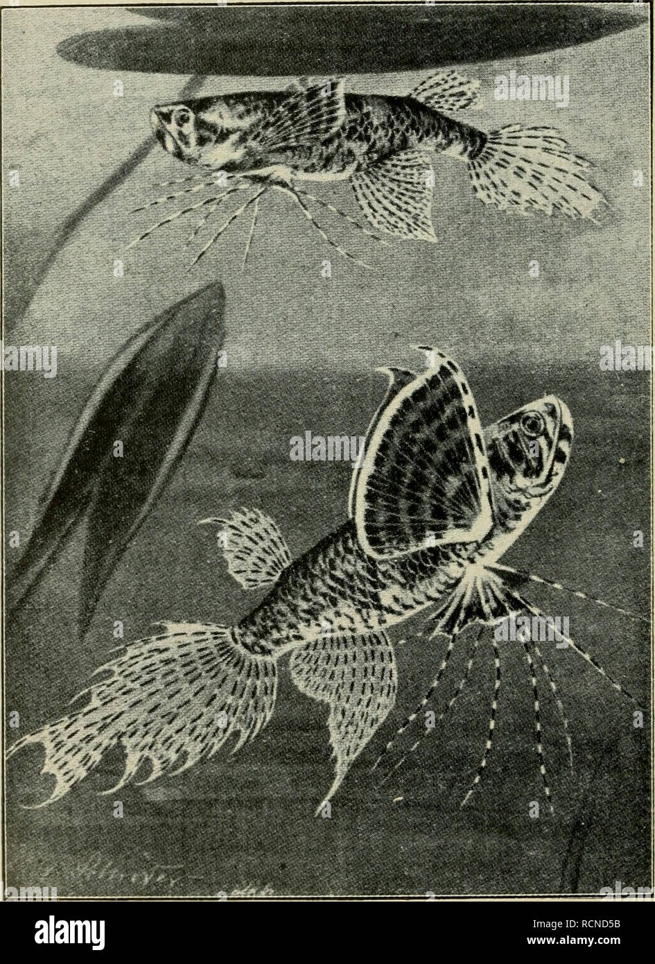 . Die exotischen zierfische in wort und bild. Ornamental fishes; Fish culture. Familie: Pantodontidac. Pantodon Buchholzi, Peters, Schmetterlingsfisch. Eingeführt: 1905 von W. Schroot-Hamburg, Heimat: Aequatoriales Westafrika (Kongogebiet),. Pantodon Buchholzi, Peters.. Please note that these images are extracted from scanned page images that may have been digitally enhanced for readability - coloration and appearance of these illustrations may not perfectly resemble the original work.. Stansch, K. Braunschweig, G. Wenzel &amp; sohn Stock Photo