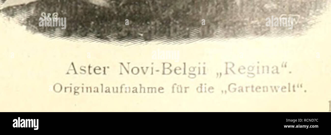 . Die Gartenwelt. Gardening. â 'mm V '"^'-vS|i^«B|^!. Please note that these images are extracted from scanned page images that may have been digitally enhanced for readability - coloration and appearance of these illustrations may not perfectly resemble the original work.. Berlin : G. Schmidt Stock Photo