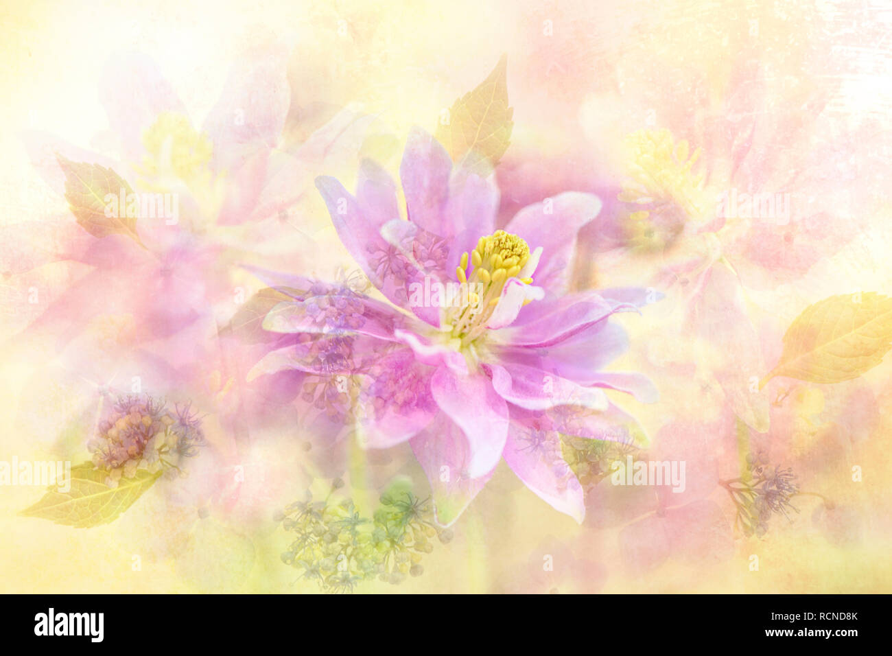 Close-up, creative, multi exposure image of the beautiful spring flowering Aquilegia pink flower also known as Columbine Stock Photo