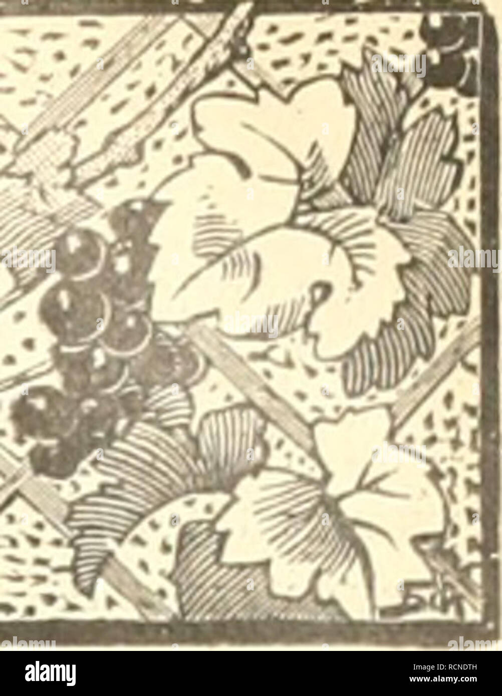 . Die Gartenwelt. Gardening. l 2i ustriertes Wochenblatt für den gesamten Gartenbau.. Jahrgang IX. 29. Oktober 1904. No. 5. Nachdruck und Nachbildung aus dem Inhalt dieser Zeitschrift wird strafrechtlich verfolgt. Orchideen. Doch Lauberde für (Jrcliideon bei Ziiiiiiiorkiiltiir. Von K. W. Gütig, Iserlohn. Der Artikel âKeine Lauberde für Orchideen bei Ziraraer- kiiltur'- in Nr. 37 des achten Jahrgangs der Gartenwelt ver- anlaÃt mich, meine Erfahrung bei Verwendung von Lauberde für Orchideen (im Zimmer) zum besten zu geben. DerVer- fa,sser des erwähnten Artikels behauptet, viel Luft und ein Stock Photo
