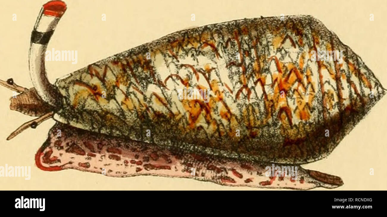 . Elements of conchology : an introduction to the natural history of shells and of the animals which form them. Mollusks; Mollusks. Ovillum OVUJTJ Brug. Miller kth.. Reeve imp. Co mis textile. Lmu. Please note that these images are extracted from scanned page images that may have been digitally enhanced for readability - coloration and appearance of these illustrations may not perfectly resemble the original work.. Reeve, Lovell, 1814-1865; Sowerby, G. B. (George Brettingham), 1812-1884, ill; Adams, Arthur, 1820-1878, ill; Brooks, Vincent, 1815?-1885, printer of plates; Hankey, Frederick Barna Stock Photo