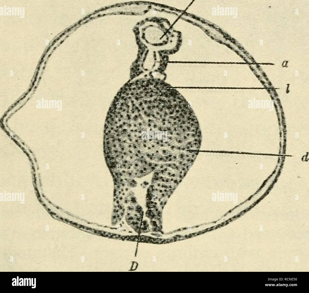 . The elements of experimental embryology. Embryology, Experimental ...