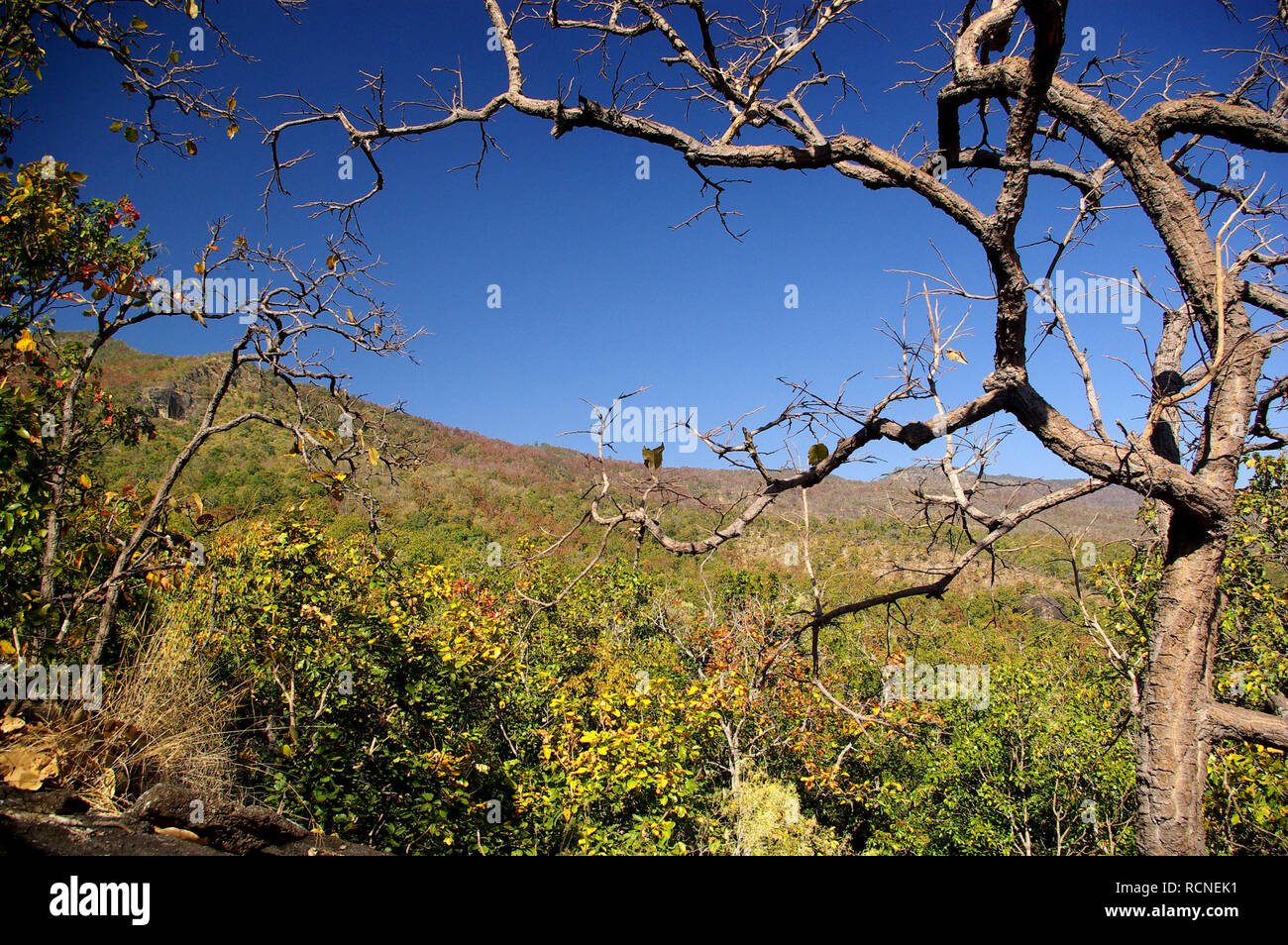 Dry Deciduous Forest High Resolution Stock Photography And Images Alamy