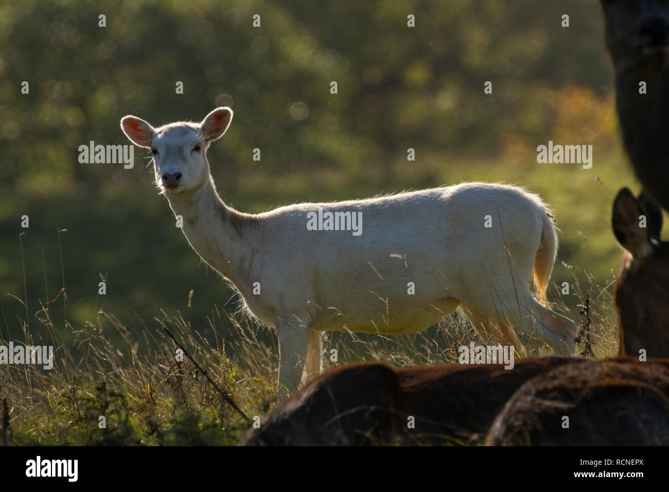 Rare young White Tailed Deer stood in long grass, Studley Royal Deer Park, Ripon, North Yorkshire, England, UK. Stock Photo