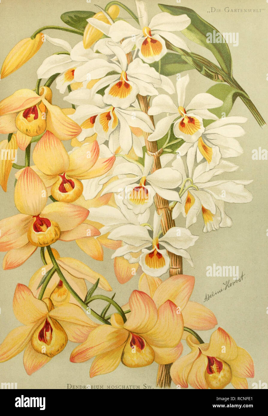 Die Gartenwelt Gardening Dll Gartt N Wh I K Dendrobium Moschatum S Gt Und Dendrobium Bensonae Rchb F Please Note That These Images Are Extracted From Scanned Page Images That May Have Been Digitally