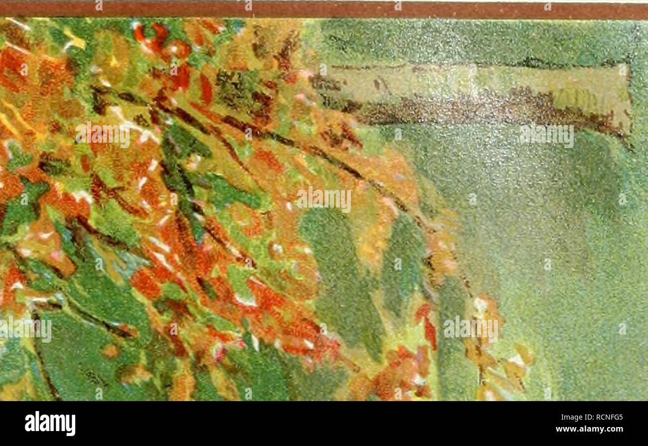. Die Gartenwelt. Gardening. "â >/ & 4. Please note that these images are extracted from scanned page images that may have been digitally enhanced for readability - coloration and appearance of these illustrations may not perfectly resemble the original work.. Berlin : G. Schmidt Stock Photo