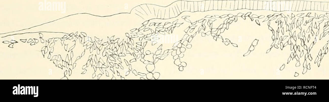 . Die Entwickelungsgeschichte der Kreuzotter (Pelias berus Merr.). Viperidae; Snakes. 105 — ausgebildeten Arcbistomrinne angedeutet. Die vordersten, länglichen Blastemzellen der Urmundplatte sind uämlicli mit ihrem Längsdm-chmesser bisweilen nach vorn hin gerichtet, sodass es aussieht, als ob diese Zellen nach vorn hin kiüechen. Diese Zellenmasse ist auch die Ursache dafür, dass schon in den ersten Stadien der Archistombildung die Gegend vor der Rinne als weissliche, undurchsichtige Stelle lippenartig hervortritt; vgl. Fig. 76 und 77 und auch die Fig. 72—75 der Tat&quot;. III. Es ist denkbar,  Stock Photo