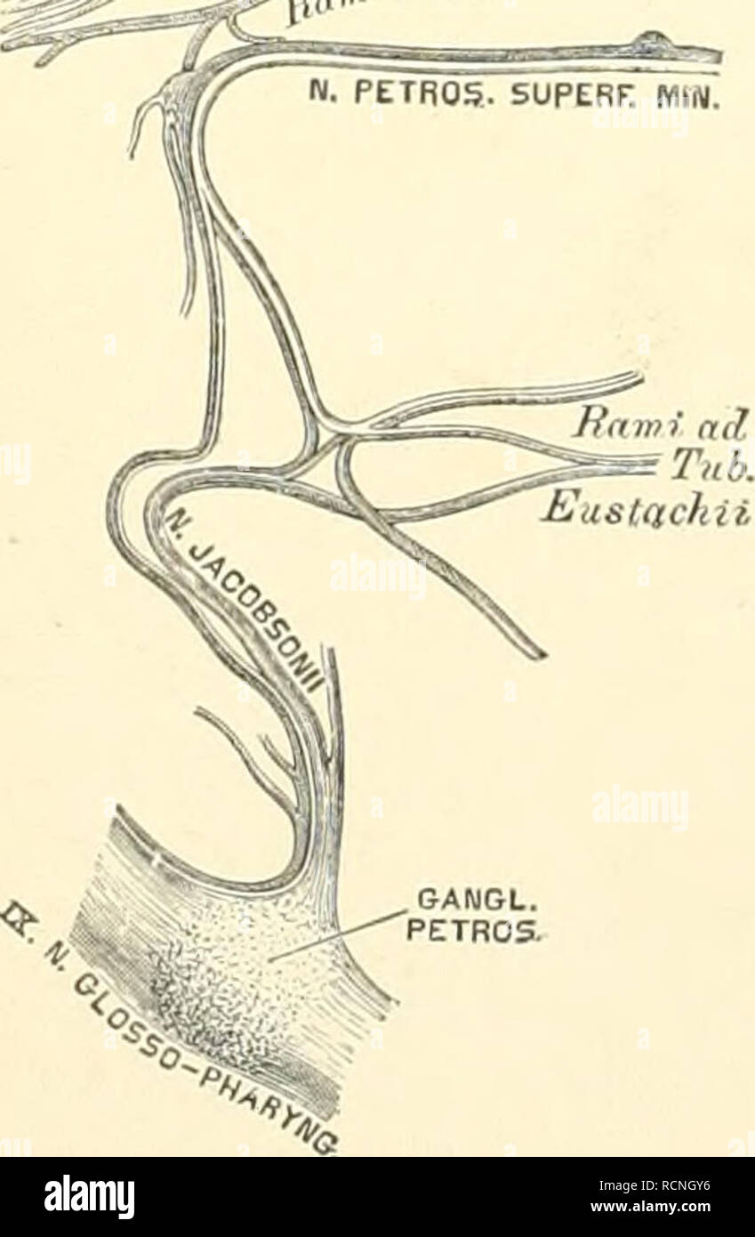 . Die descriptive und topographische Anatomie des Menschen. Anatomy. Ca