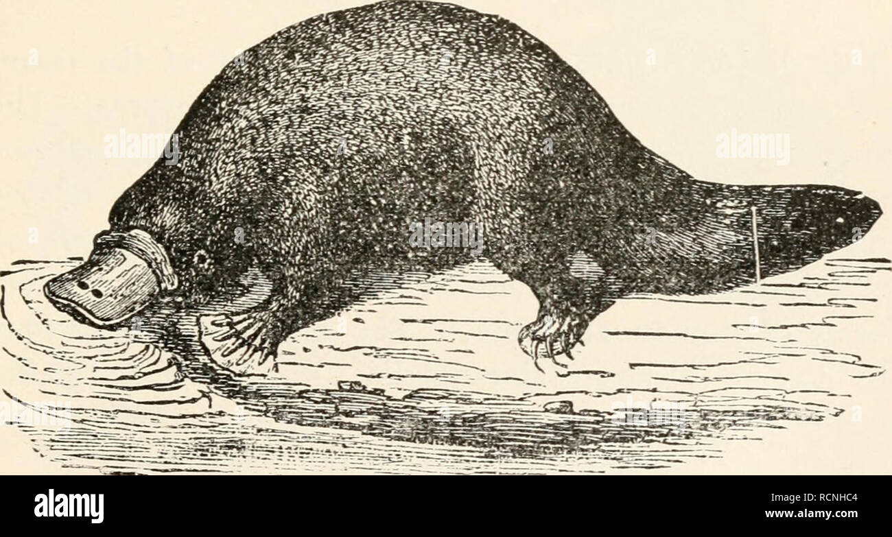 Elements of comparative zoology. Zoology. MAMMALS. 369 are nourished by milk secreted by the mother, as in the case with all other mammals. The Mammalia are divisible into two classes: Mono- Elements of comparative zoology. Zoology. MAMMALS. 369 are nourished by milk secreted by the mother, as in the case with all other mammals. The Mammalia are divisible into two classes: Mono-