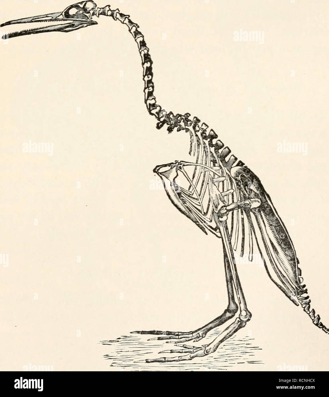 . Elements of comparative zoology. Zoology. BIRDS 355 SUBCLASS I.—SAURUR.E (Tailed Birds). These forms, found fossil in the lithographic stone of Bavaria, had tails of extreme length, the feathers being arranged on either side of the long tail vertebrae; and they. FIG. 150.—Skeleton of wingless toothed oirJ (desperornis}. From Marsh. had teeth in the jaws. Only two specimens are known, the smaller being about the size of a crow, the other some- what larger. They are called Archceopteryx.. Please note that these images are extracted from scanned page images that may have been digitally enhanced Stock Photo