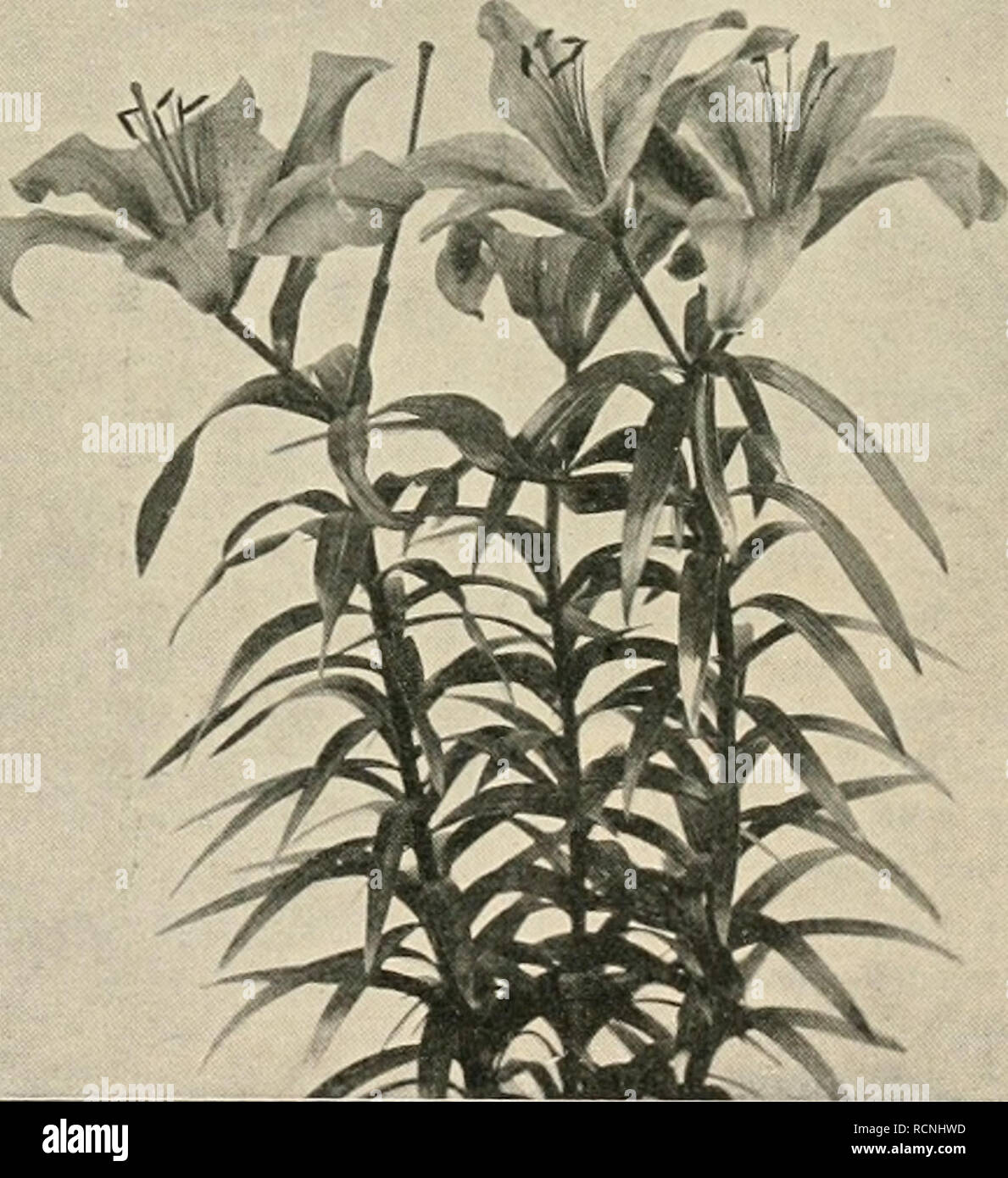 . Die Gartenwelt. Gardening. Lilium dahuricum „Sensation&quot;. Originalaufnahme für die „Gartenwelt&quot;, erscheinen. L. elegans ahdaceiim^ L. e. cetrinum, L. e. IVilsom, mit schönen citronenfarbigen Blumen, i, e. Alke Wilson, L. e. brevi- folium, L. e. robiistum, L. tieg. bicolor, gelb-orangefarbige Blüte; L. e. crttenlum, L. e. atrosanguineum, L. e. fulgens, L. e. Van Ilouttei, L. ele- gans ß. pl. mit dunklen blutroten Blumen; /. e. cruenium ist die dunkelste, Lilium elegans Wallaai^ mit aprikosenfarbigen Blumen, welche braun punktiert sind und im August erscheinen. — Lilium concolor und v Stock Photo