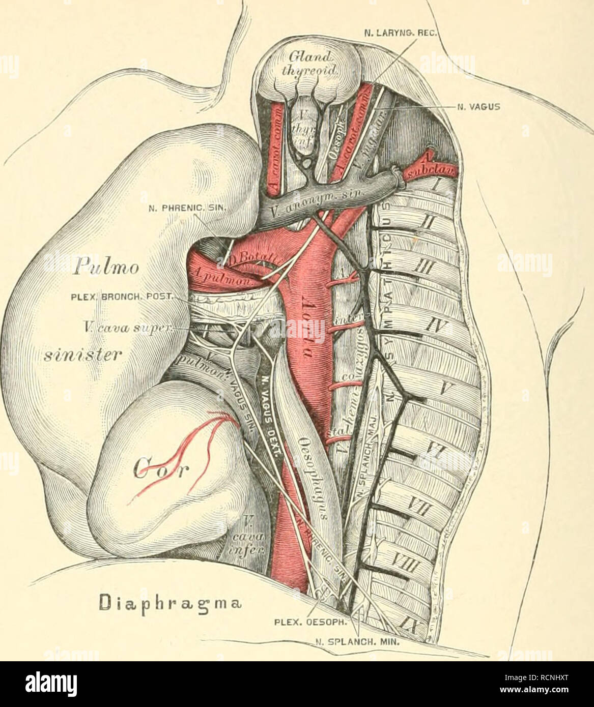 Die Descriptive Und Topographische Anatomie Des Menschen Anatomy 296 Topograph 441 Topographie Des Hinteren Mittelfellraumes Die Linke Lunge Und Das Herz Sind Nach Rechts Umgelegt Die Beiden Lungen Sowohl Wie Die
